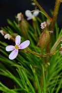 Image of Stylidium laricifolium Rich.