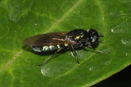 Image of Soldier fly