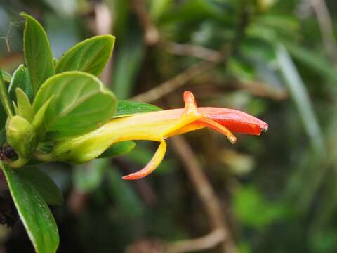 Image of Columnea lepidocaula Hanst.