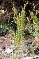 Image of Pacific wormwood