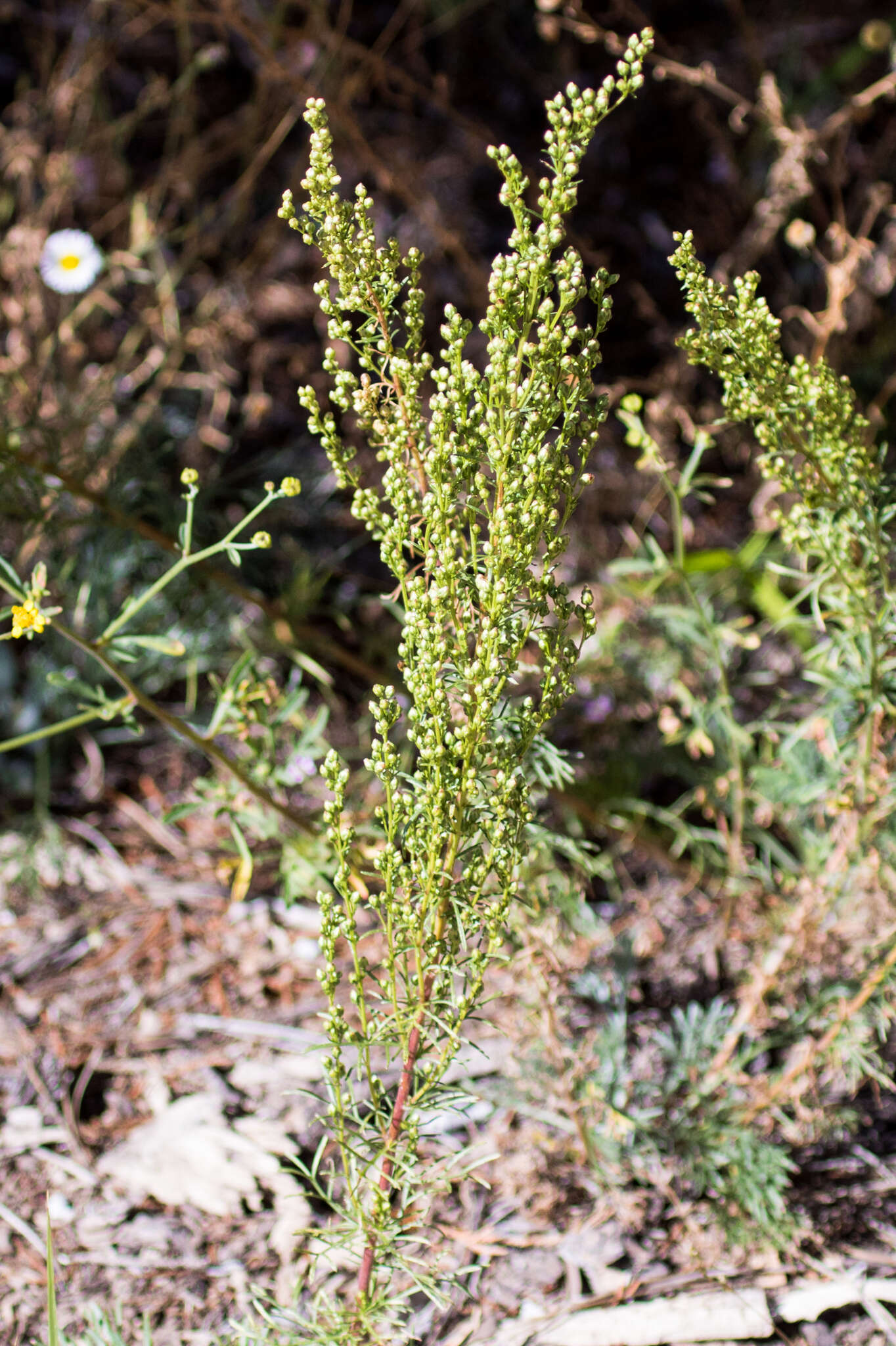 Image of Pacific wormwood