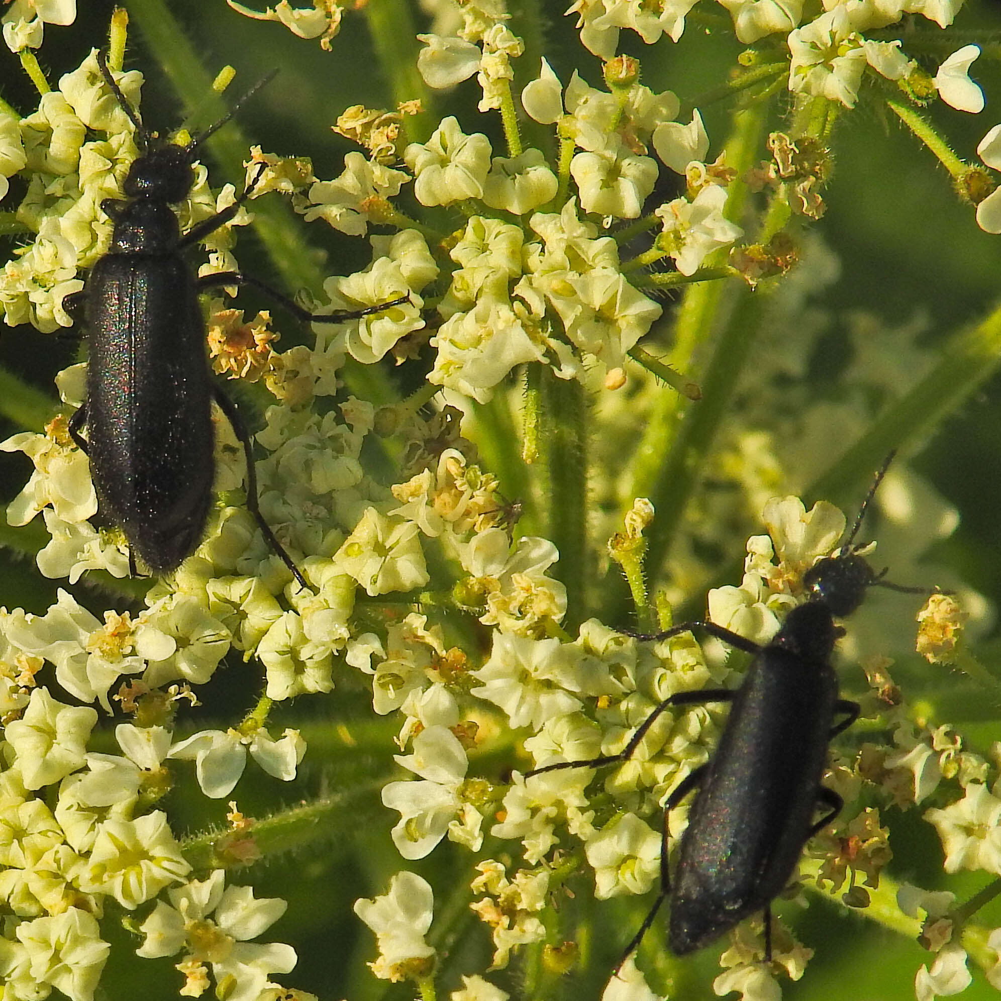 Image of Punctate Blister Beetle