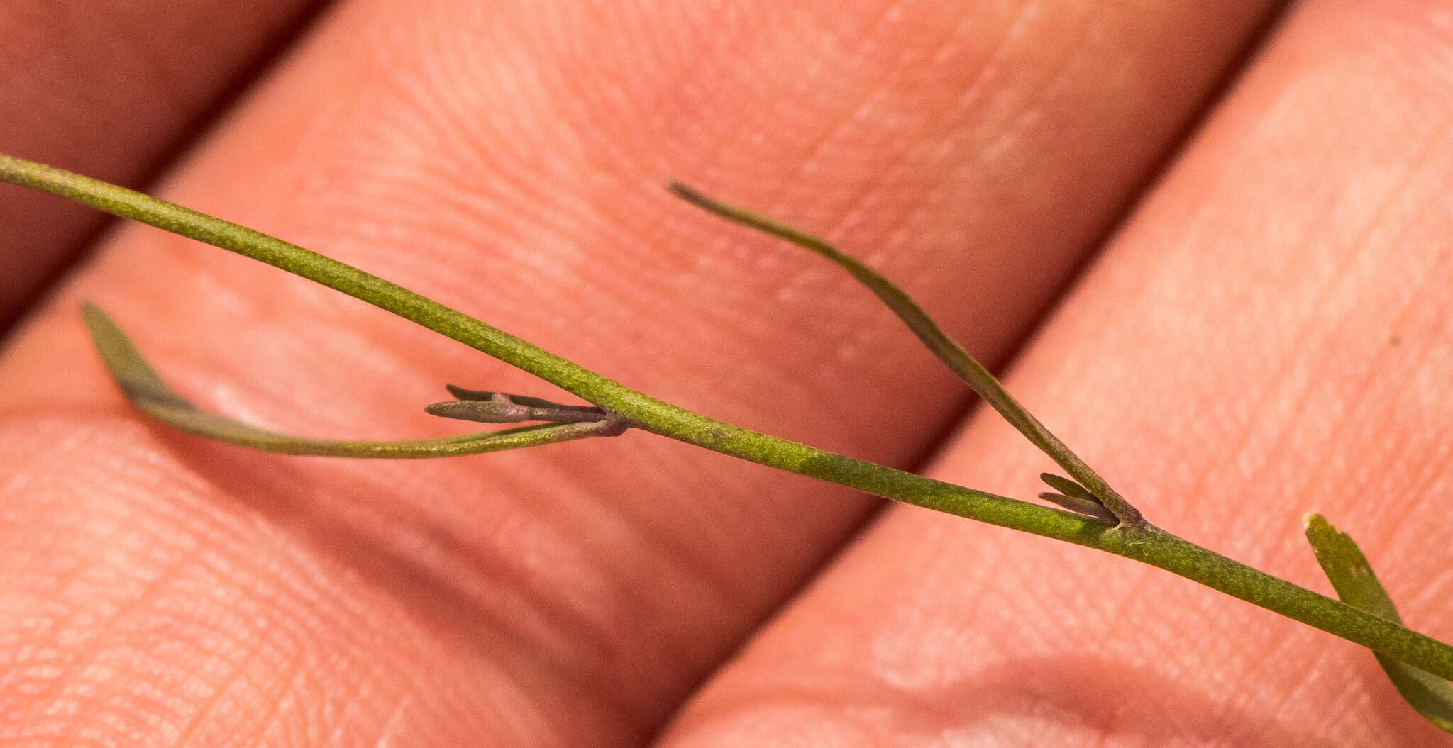 Plancia ëd Arabidopsis lyrata (L.) O'Kane & Al-Shehbaz