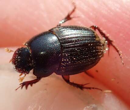 Image of Onthophagus vinctus Erichson 1843