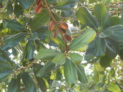 Image of Vochysia lehmannii Hieron.