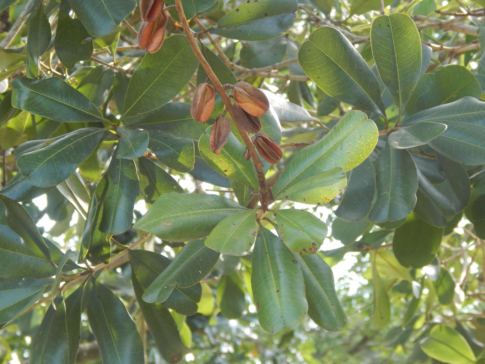 Image of Vochysia lehmannii Hieron.