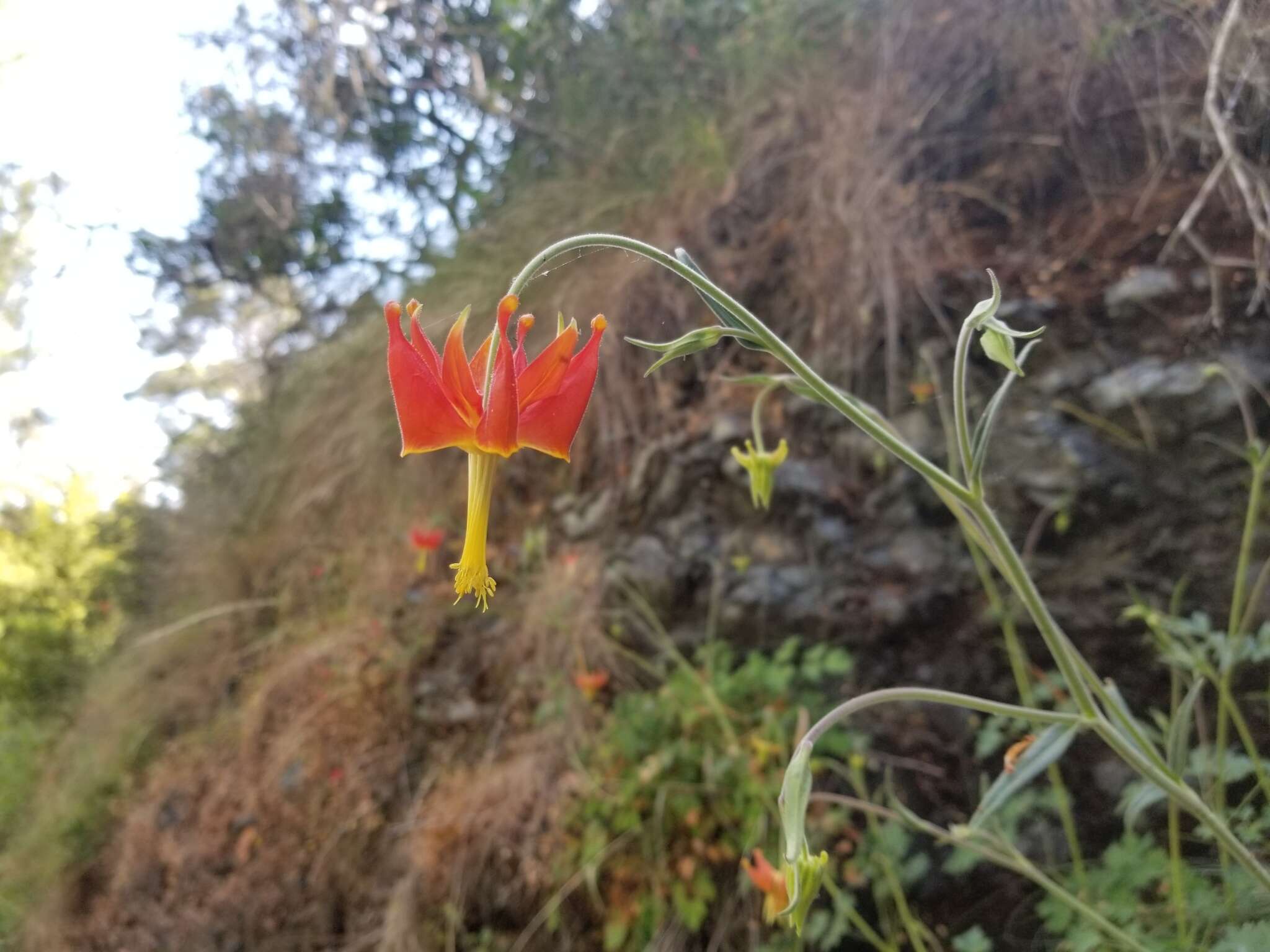 Aquilegia eximia Van Houtte ex Planch.的圖片