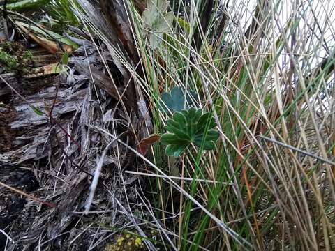 Image of Geranium santanderiense R. Knuth