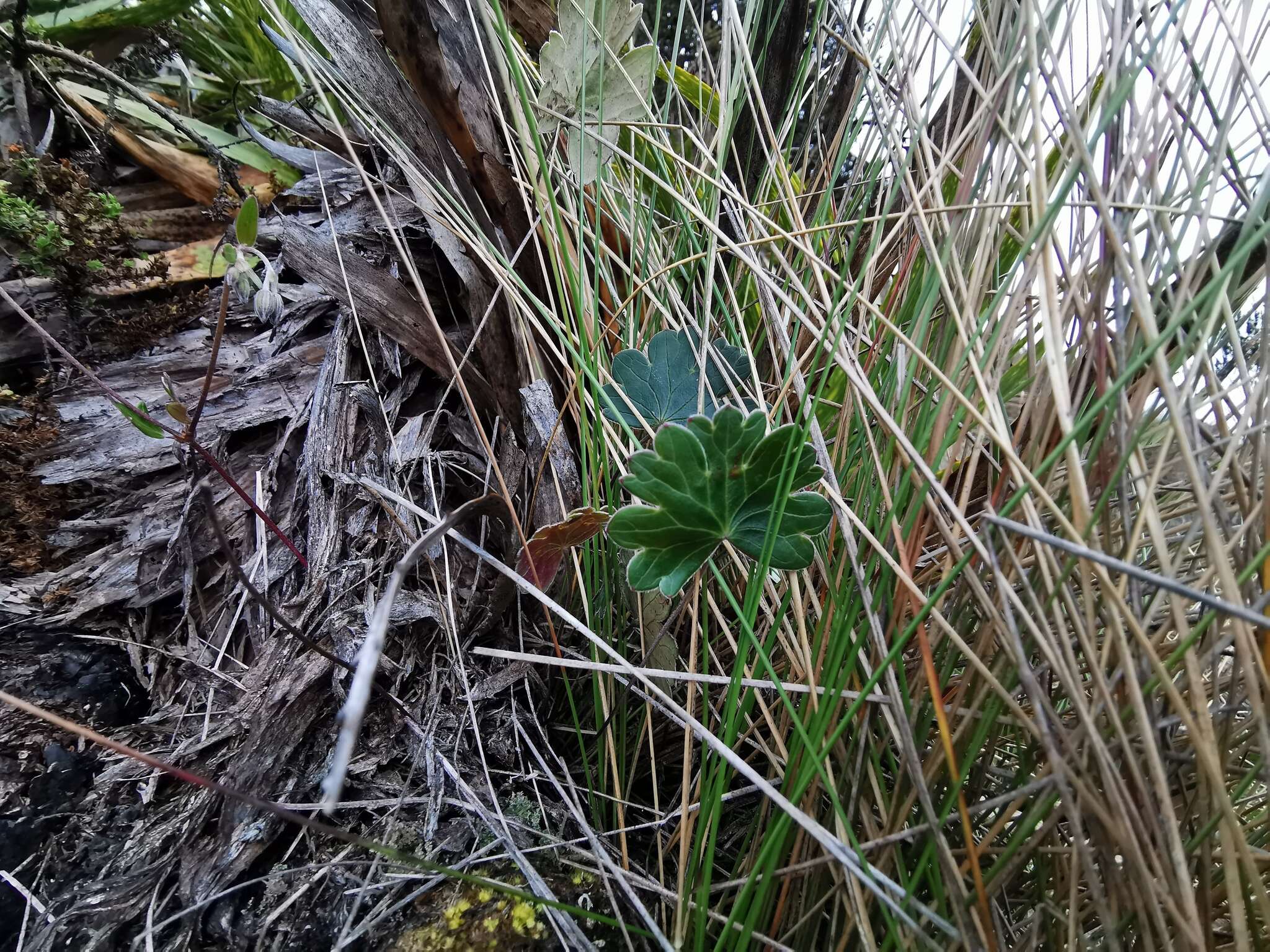 Geranium santanderiense R. Knuth resmi