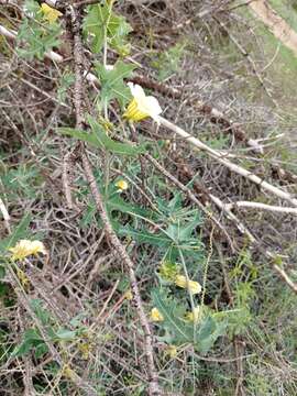 Image of Coccinia sessilifolia var. sessilifolia