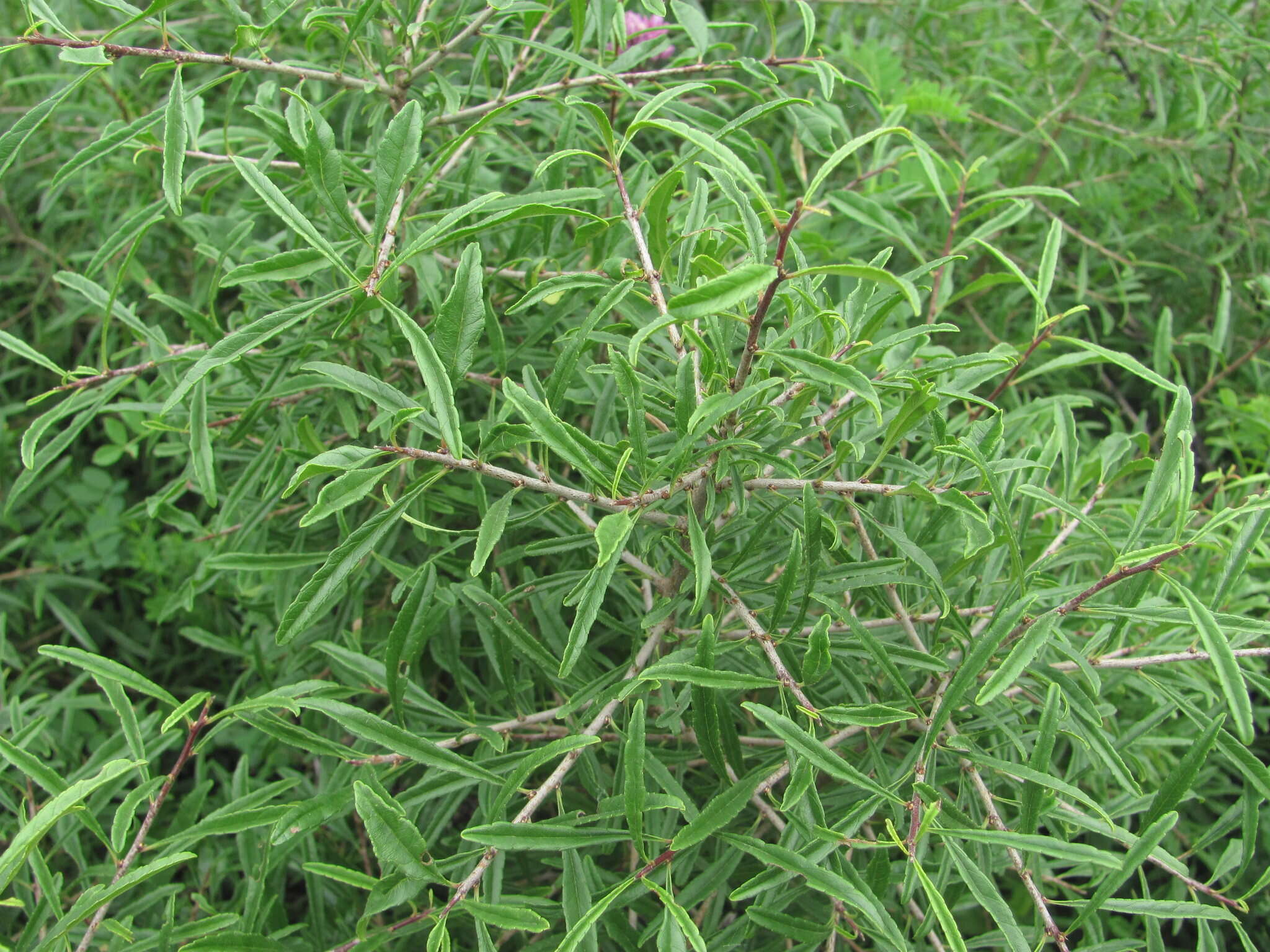 Image of Rhamnus erythroxyloides Hoffmanns.