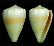 Image de Conus balteatus G. B. Sowerby I 1833