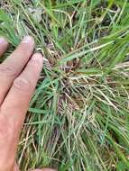 Image of flattened oatgrass