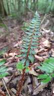 Image de Polystichum prionolepis Hayata