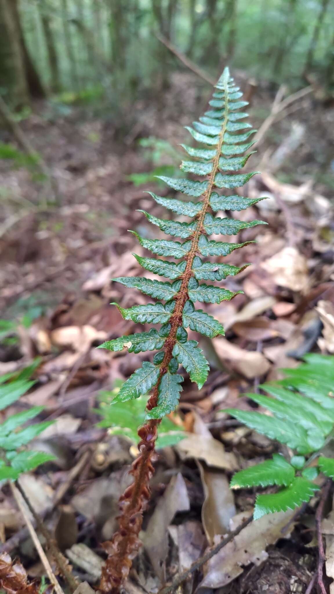 Image de Polystichum prionolepis Hayata