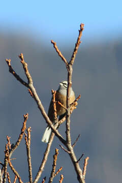 Image of European Rock Bunting