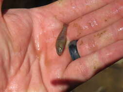 Image of Banded Pygmy Sunfish