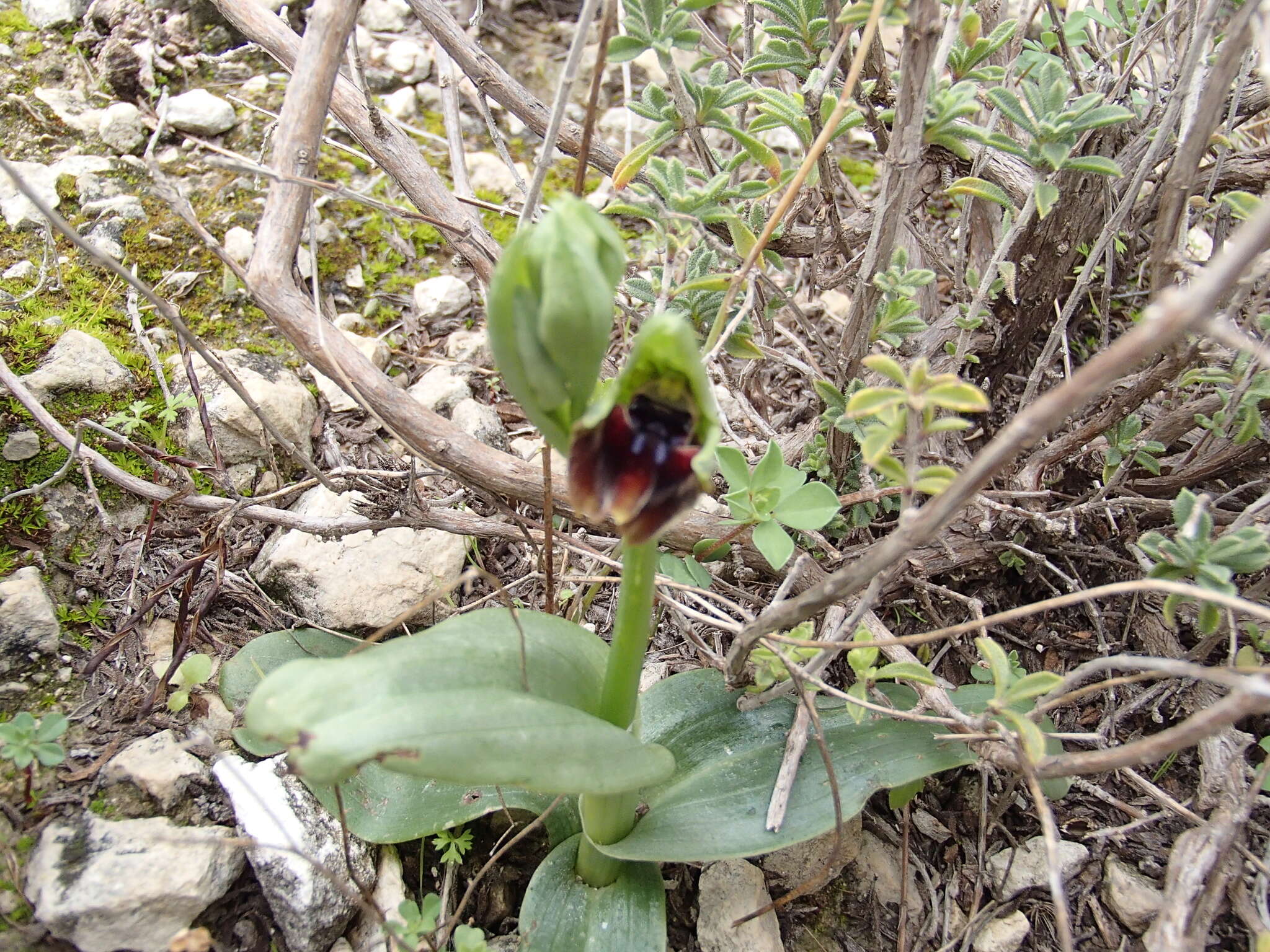 Image of Ophrys mammosa subsp. mouterdeana B. Baumann & H. Baumann