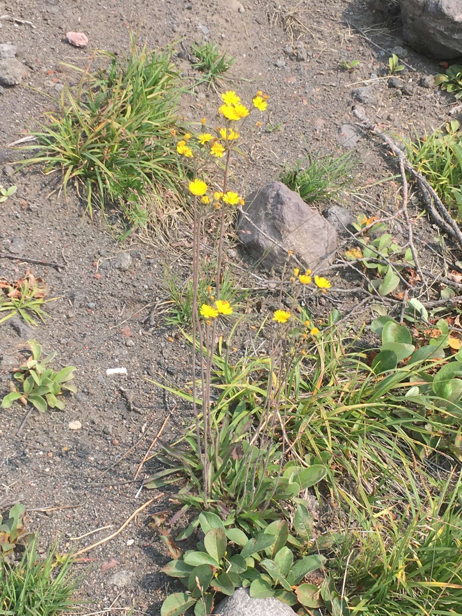 Image of hawkweed