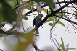 Image of Yellow-throated Bush Tanager