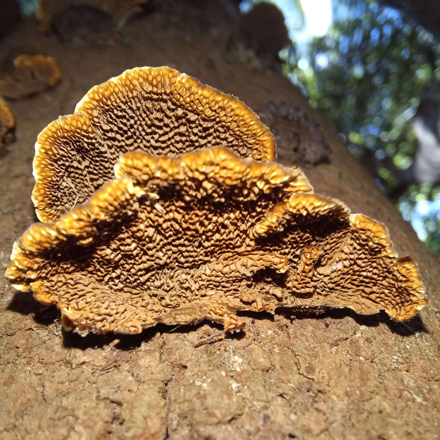 Image of Hymenochaete setipora (Berk.) S. H. He & Y. C. Dai 2012