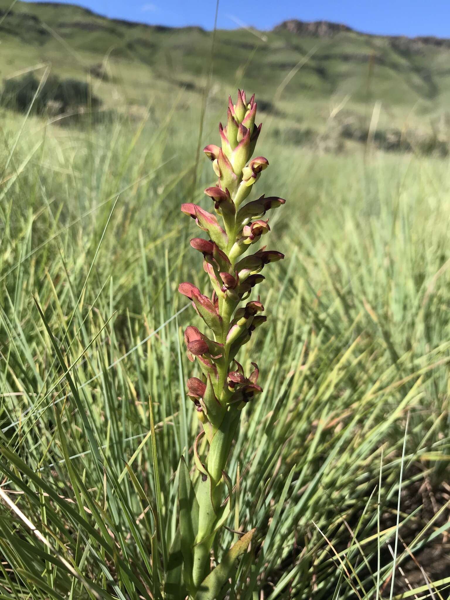 Image of Disa brevicornis (Lindl.) Bolus