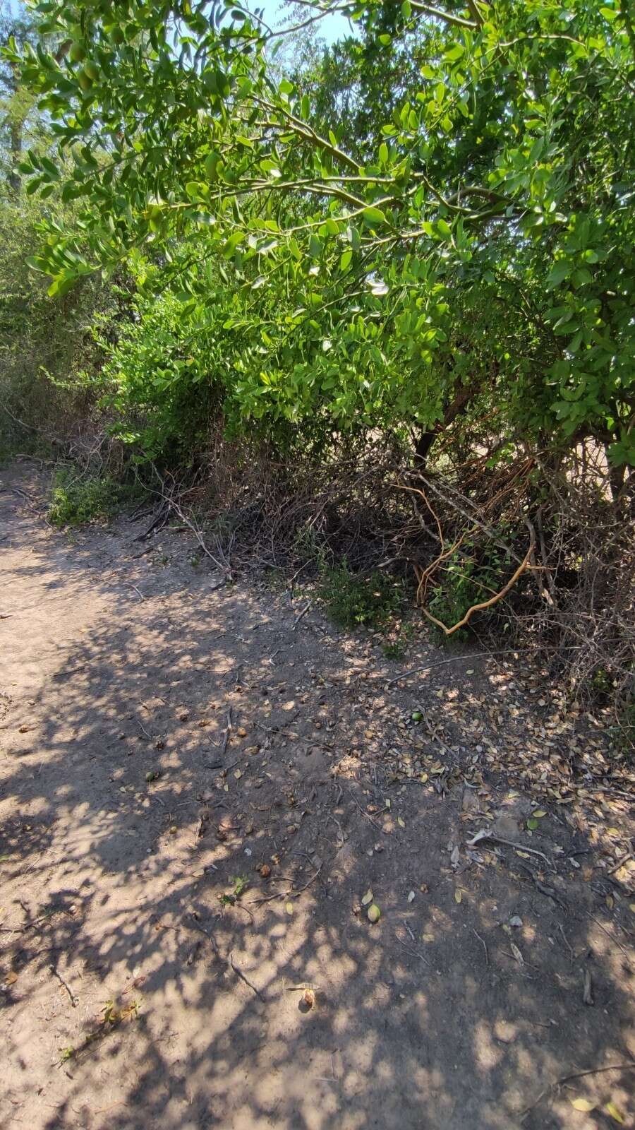 Image of Anisocapparis speciosa (Griseb.) Cornejo & Iltis