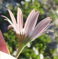 Image of shrubby daisybush