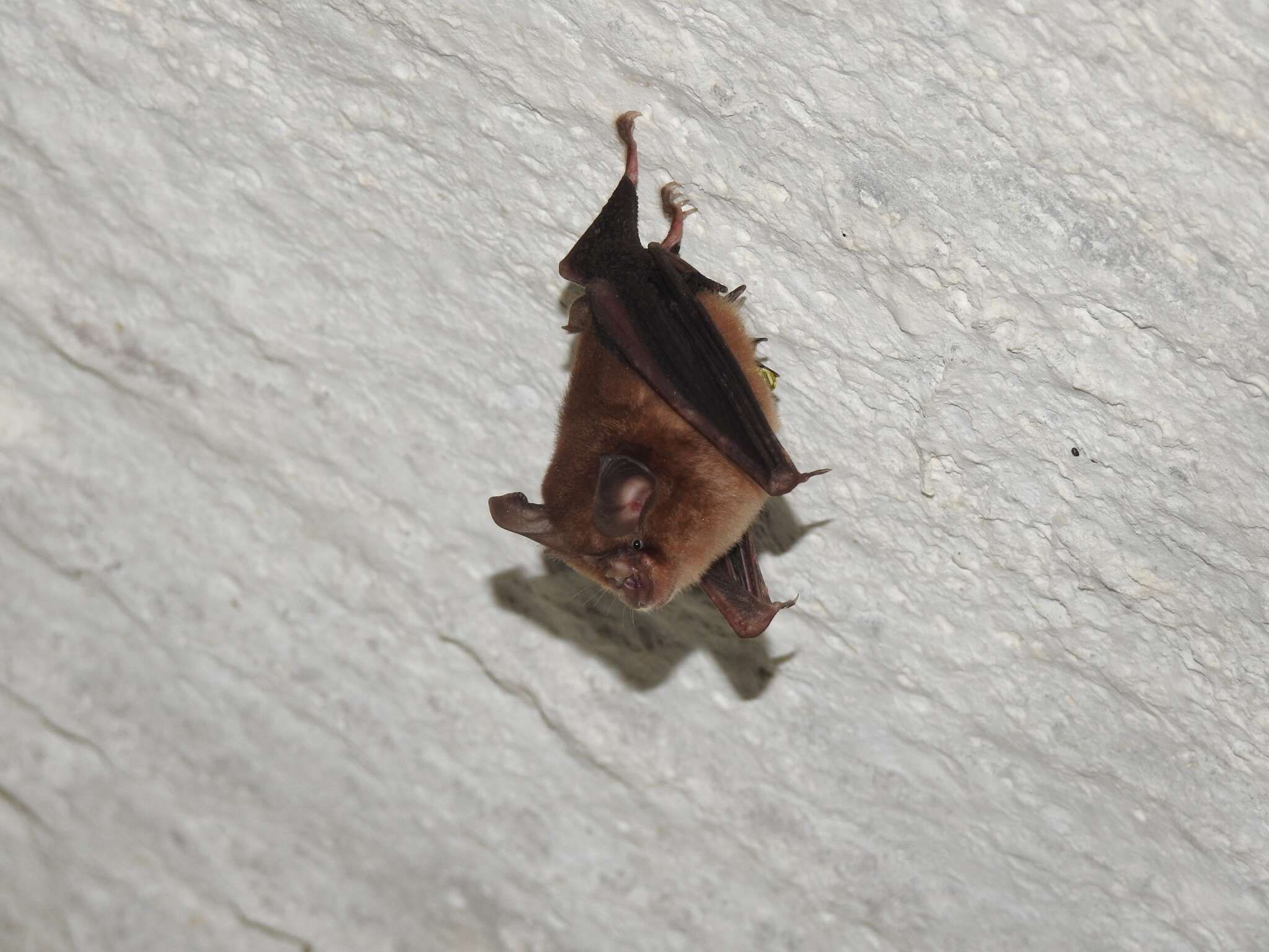 Image of Least Horseshoe Bat