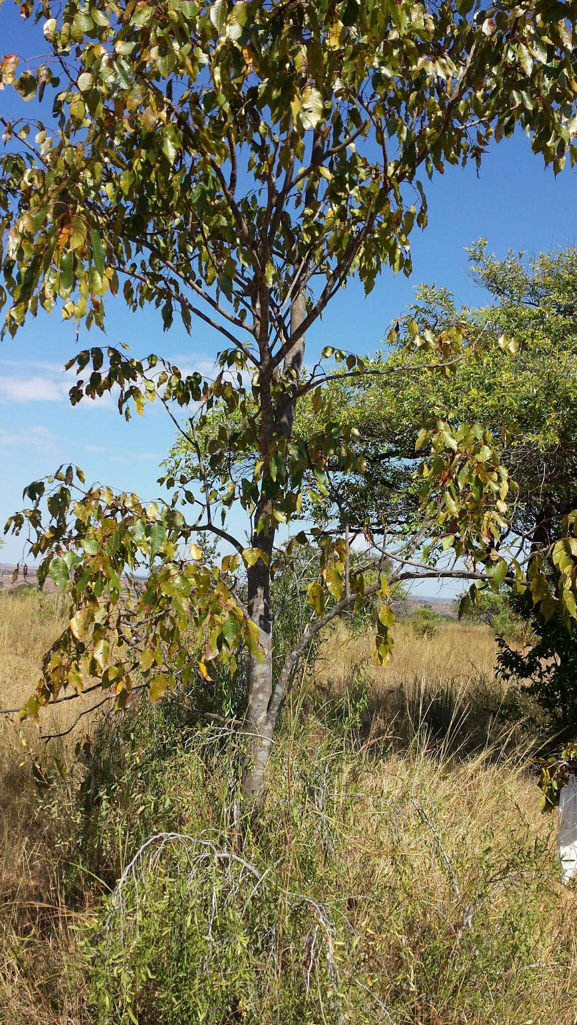 Image of Stereospermum euphorioides (Boj.) DC.