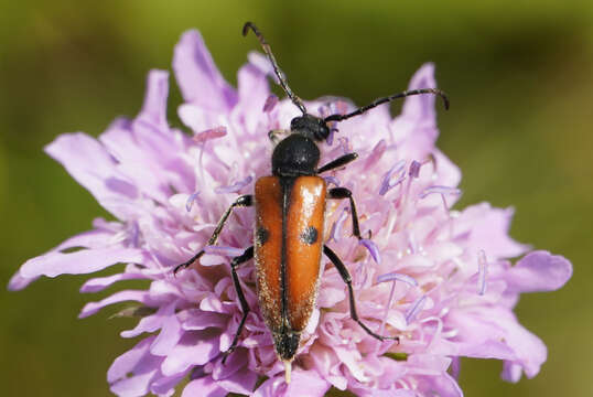 Слика од Vadonia unipunctata (Fabricius 1787)