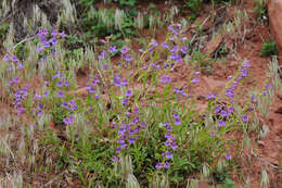 Image of Higgins' beardtongue