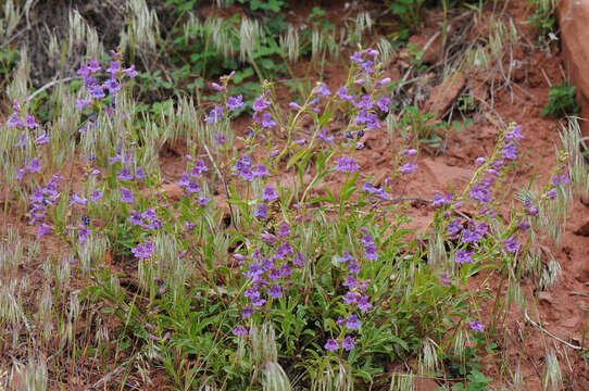 Image of Higgins' beardtongue