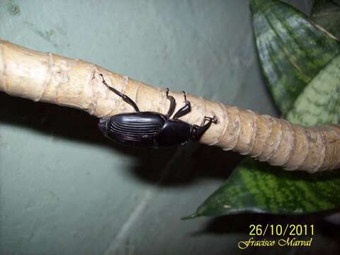 Image of Palm weevil