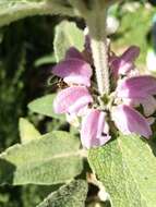 Image of Purple Jerusalem sage