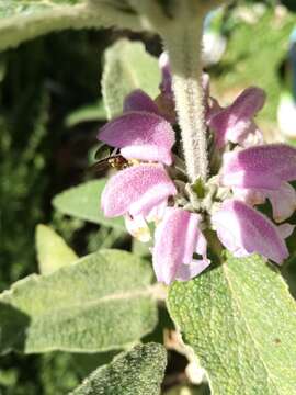 Image of Phlomis purpurea L.