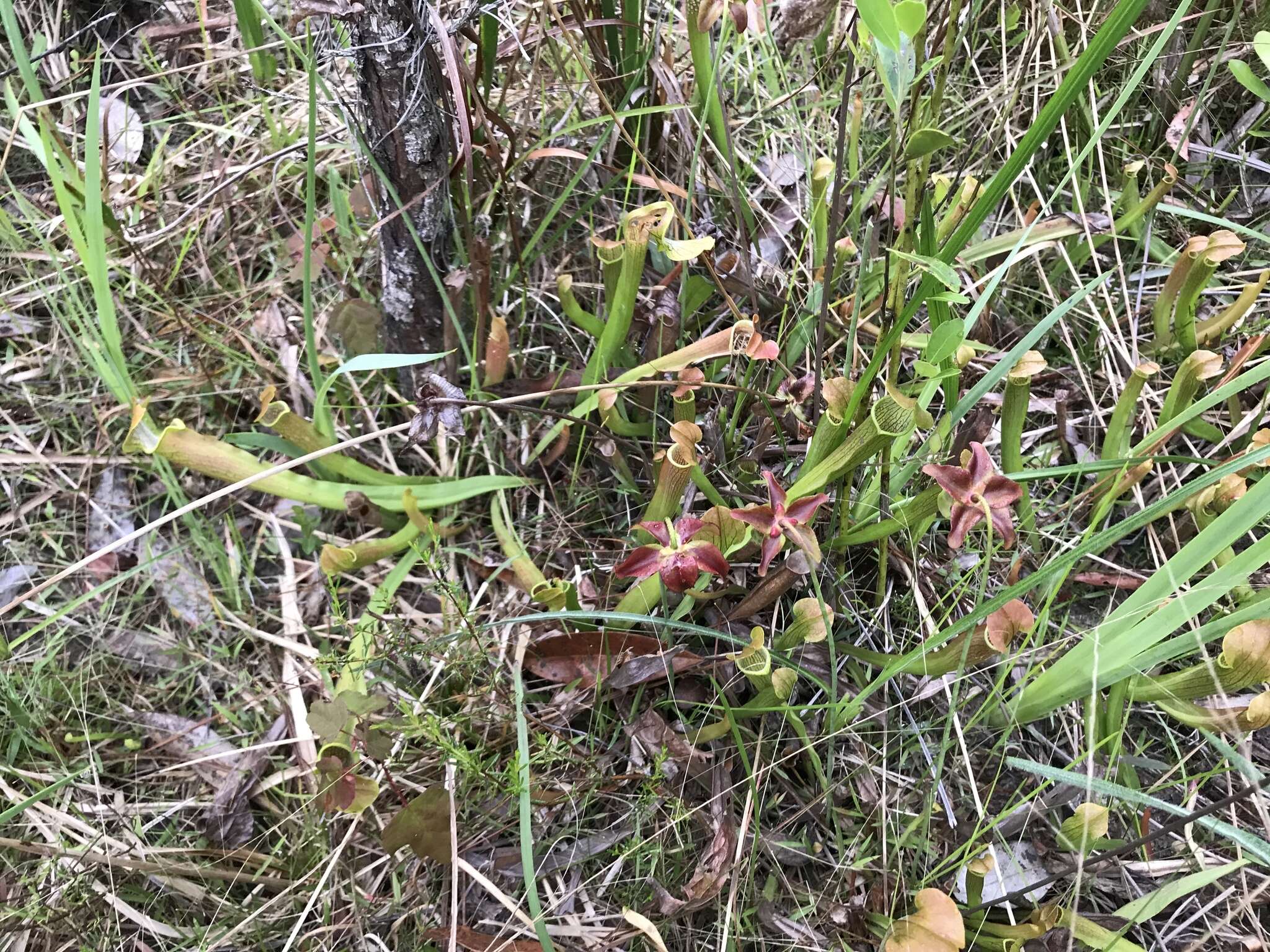 Image of Wherry's pitcherplant