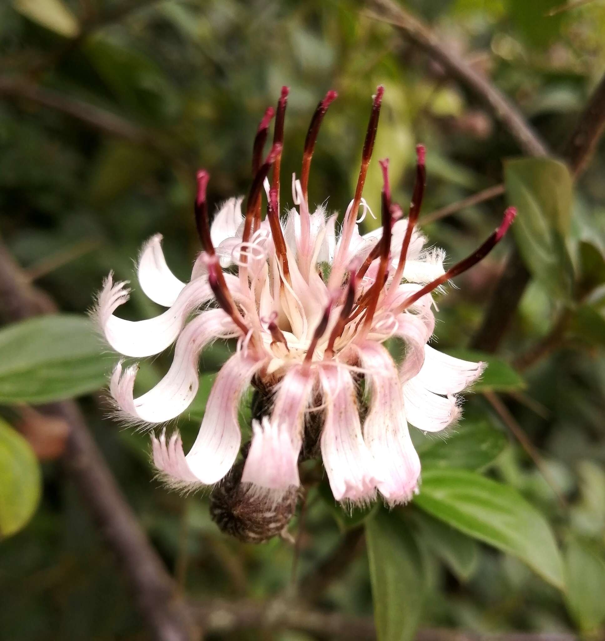 Image of Barnadesia spinosa L. fil.