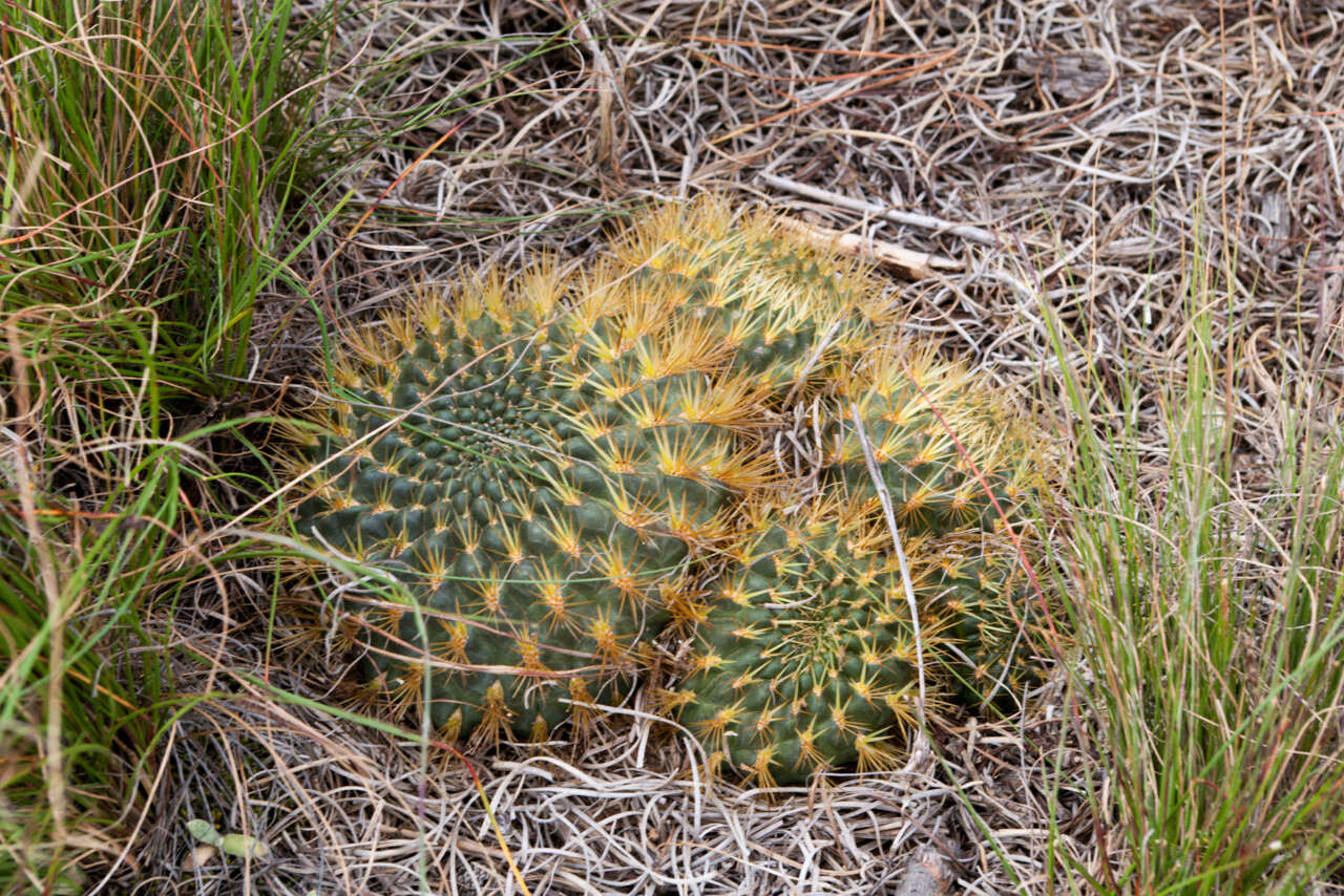 Image of Rebutia steinbachii subsp. tiraquensis (Cárdenas) D. R. Hunt