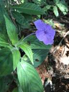 Ruellia jussieuoides Schltdl.的圖片