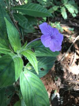 Image of Ruellia jussieuoides Schltdl.