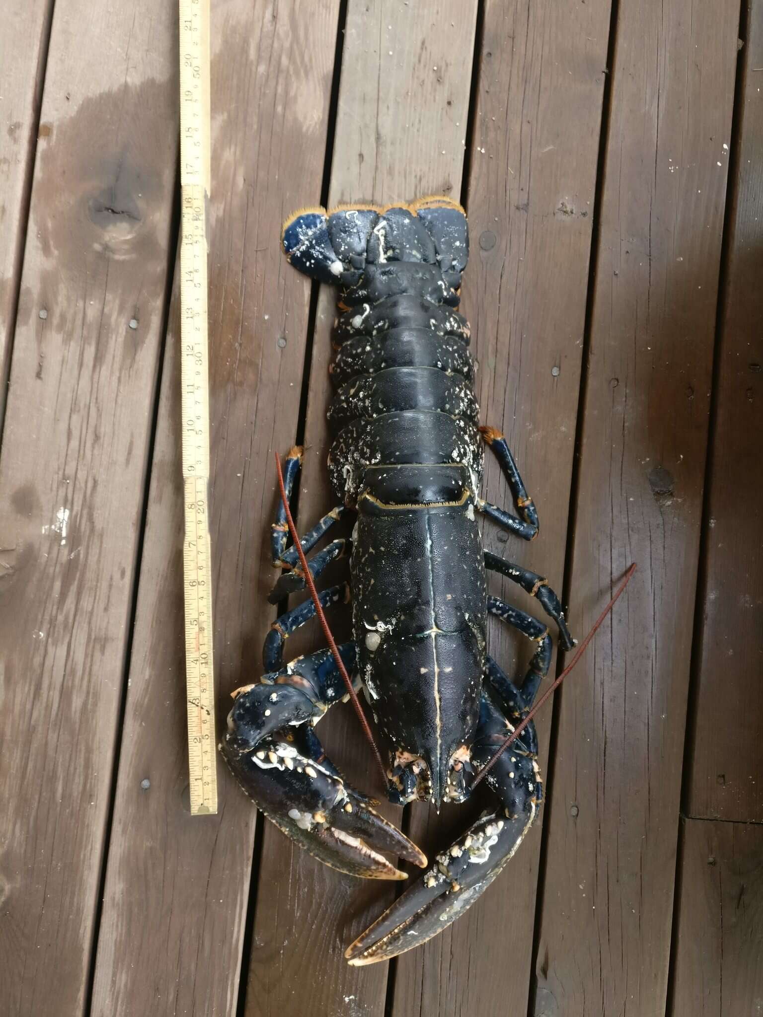 Image of Common lobster