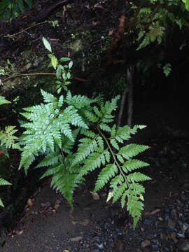 Image of iron fern