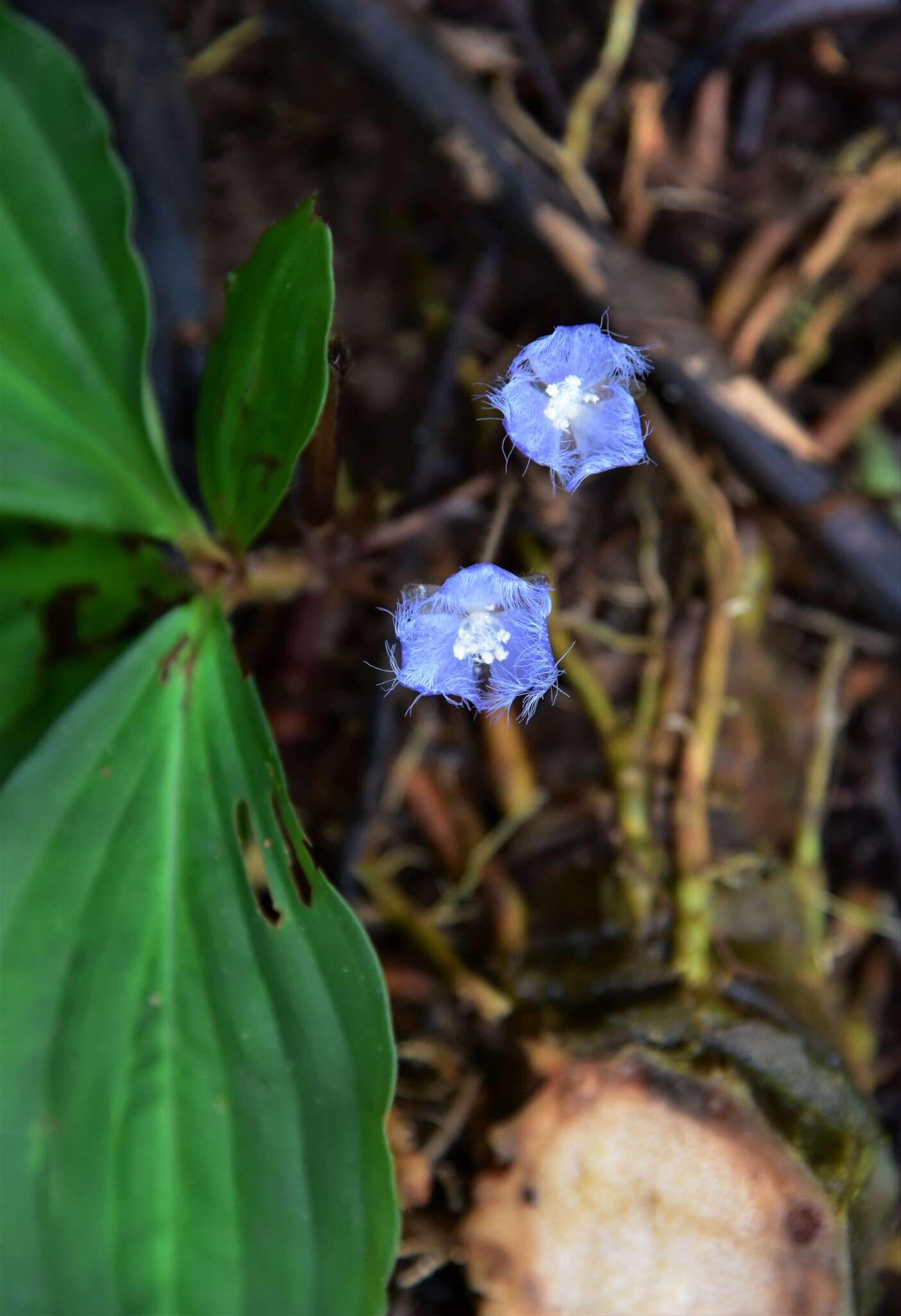 Image de Geogenanthus rhizanthus (Ule) G. Brückn.