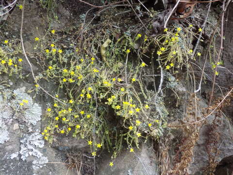 Image of Sedum greggii Hemsl.