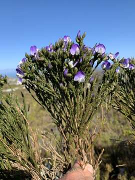 Plancia ëd <i>Psoralea congesta</i>