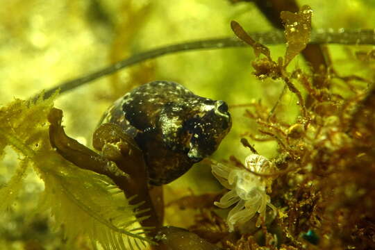 Image of Haminoea exigua (Schaefer 1992)