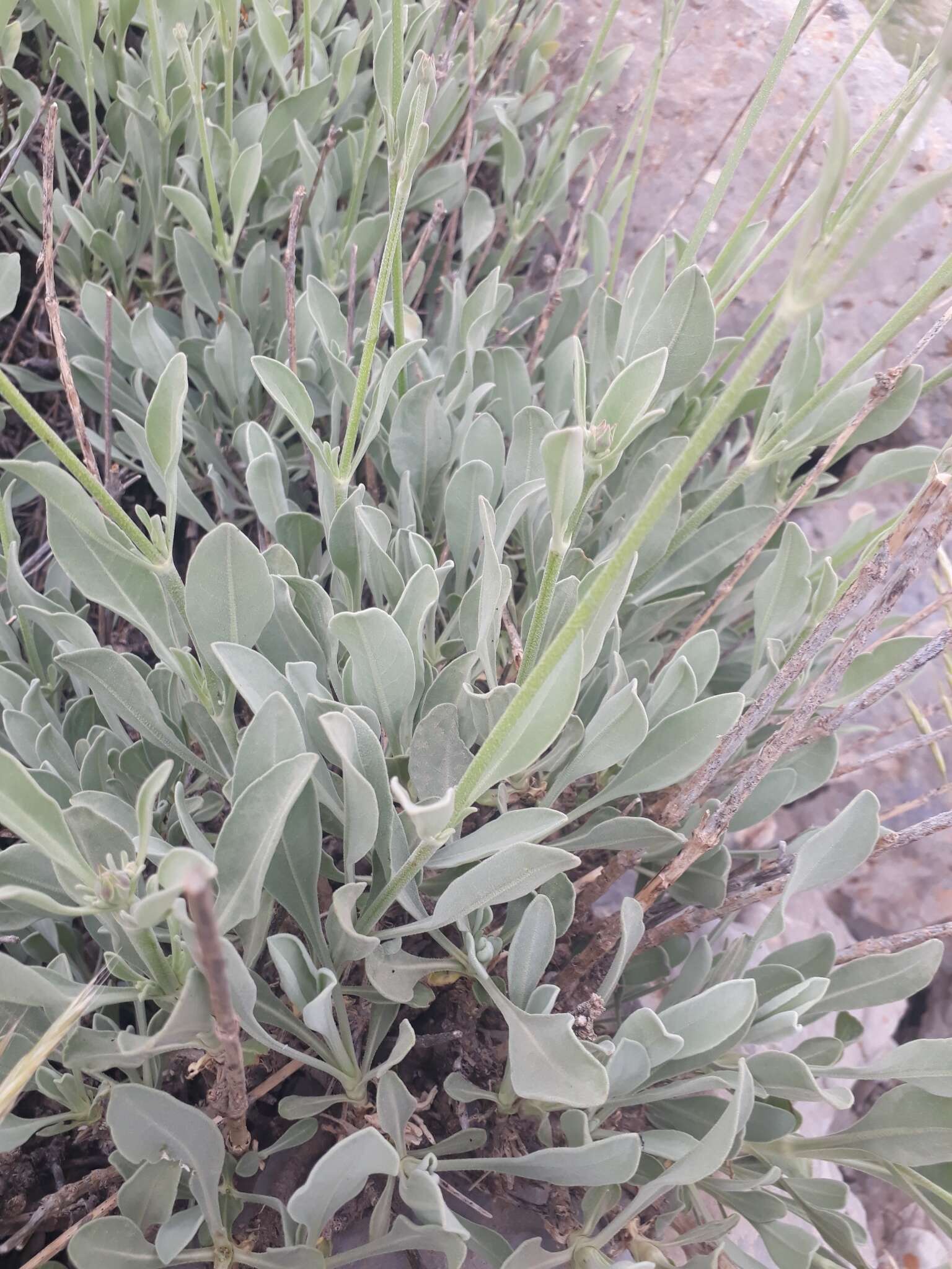 Image of Centranthus longiflorus Stev.