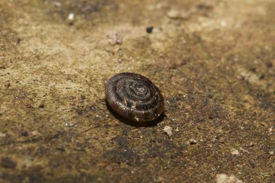 Image of disk snail