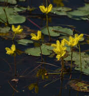 Image of Wavy Marshwort